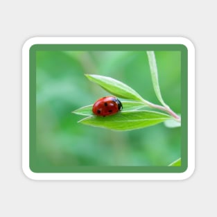 Pretty little red ladybug on a leaf Magnet