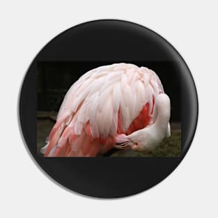 Greater Flamingo Preening #2 Pin