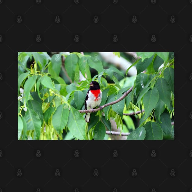 Male Rose-breasted Grosbeak Perched In A Bush by BackyardBirder