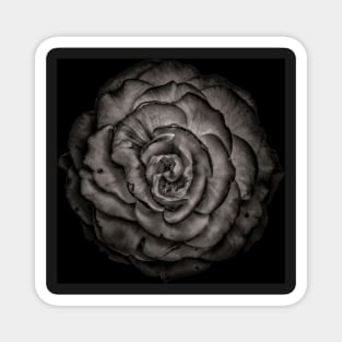 Backyard Flowers In Black And White No 85 Magnet