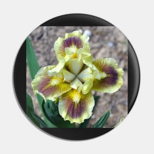 Yellow Bearded Iris Closeup Pin