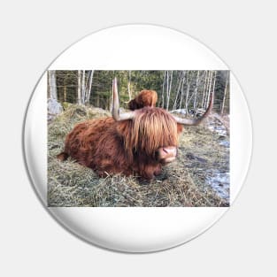 Scottish Highland Cattle Cow 2301 Pin