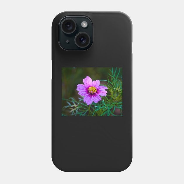 Daisy Marguerite Macro - Magenta Flower With Dark Green Foliage Phone Case by Harmony-Mind