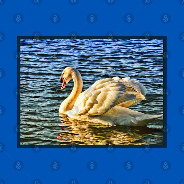 Swan wading on water in sunshine by Blue Butterfly Designs 