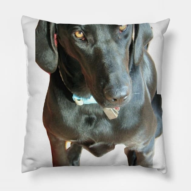 lab puppy Pillow by JOHN COVERT ILLUSTRATIONS