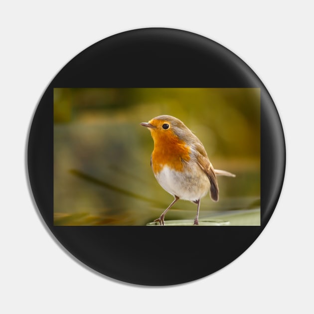 Robin Redbreast Pin by rhintl