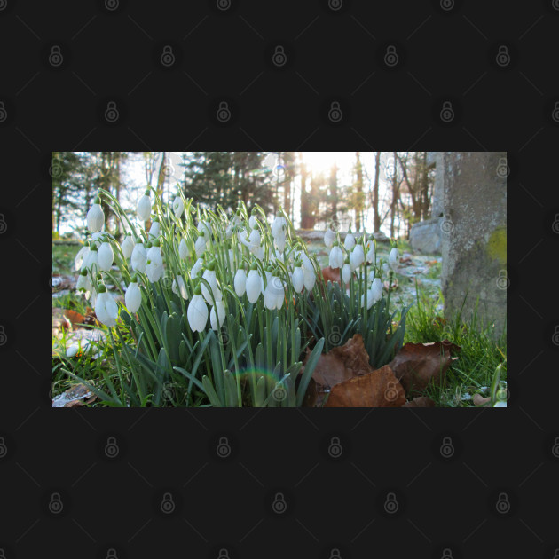 Churchyard Snowdrops During Frosty Winter by Natural Distractions