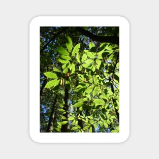 Sweet Chestnut Leaves Magnet