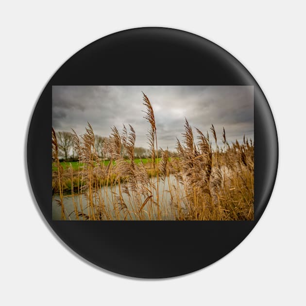 River side reeds in the Norfolk Broads National Park Pin by yackers1