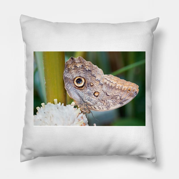 Owl butterfly resting Pillow by sma1050