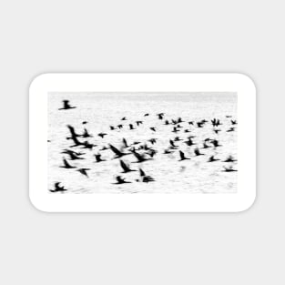 Birds in motion - flight. Magnet