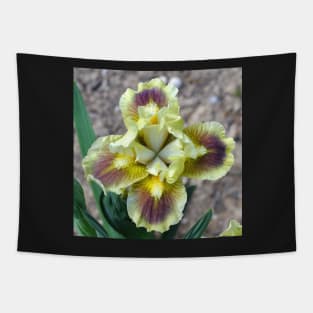 Yellow Bearded Iris Closeup Tapestry