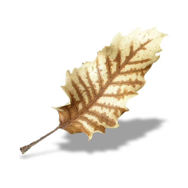 Brown Fall Leaf on White Background by sigdesign