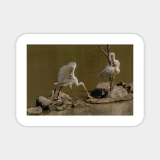 Spoonbill 08 Magnet