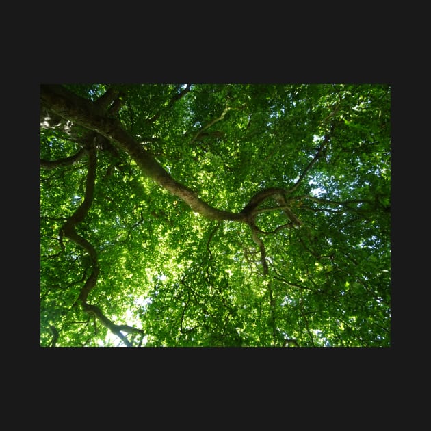 200 years old tree on river Cam by fantastic-designs