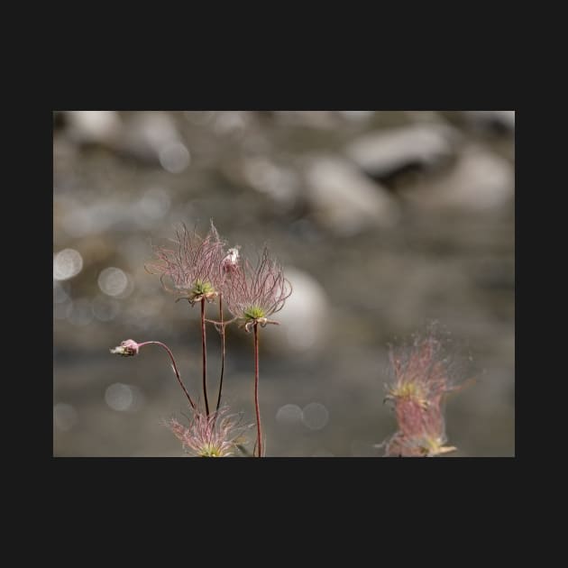 Seed pods by EileenMcVey