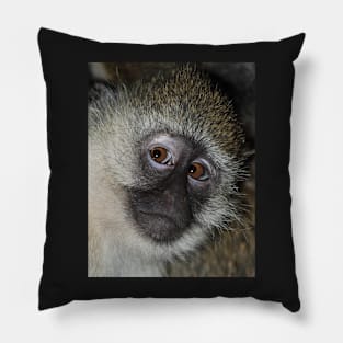 The Eyes Have It! Black-faced Vervet Monkey, Kenya Pillow