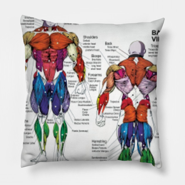 Bodybuilding Anatomy Exercise Chart