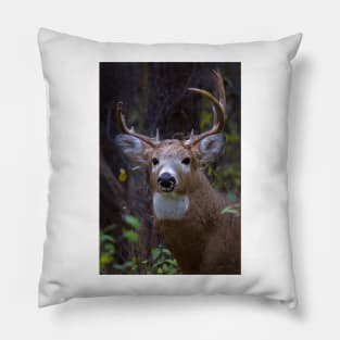 Battle Scars - White-tailed Buck Pillow