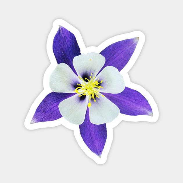the beautiful columbine blossom Magnet by pholange
