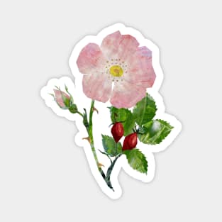 Dog rose, Magnet