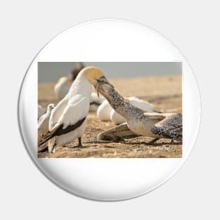 Gannet Feeding Pin
