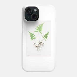 Northern beech fern - Botanical Illustration Phone Case