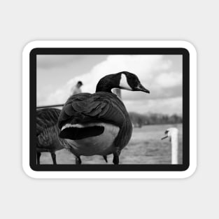 Canadian Goose stare Magnet