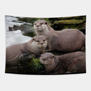 Asian short clawed otter Tapestry