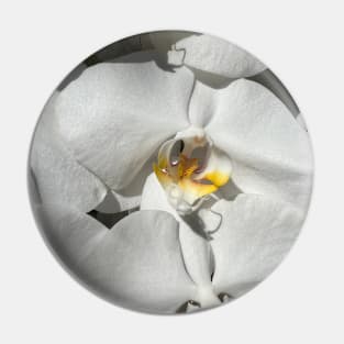 White Orchid Yellow Center Pin