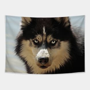 Husky Tapestry