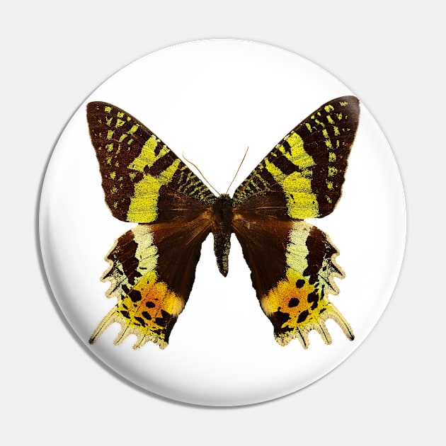 Beautiful Madagascan sunset moth Pin by Blue Butterfly Designs 