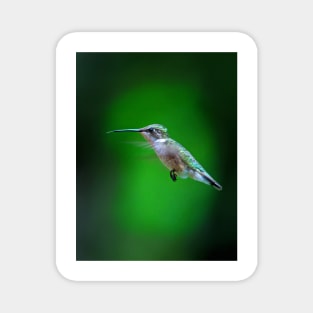 Tongue and Cheek - Ruby-throated hummingbird Magnet