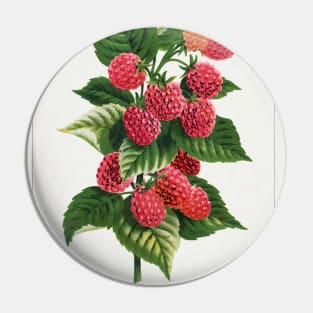 Cuthbert Raspberry lithograph (1900) Pin