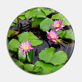A beautiful water lily pond 3 Pin