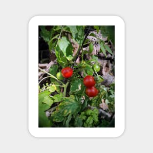 Tomatoes Magnet