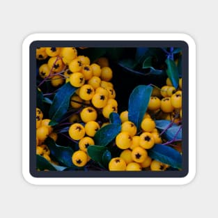 Yellow fruits Magnet