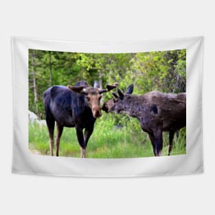 Young Moose Brothers Photograph Tapestry