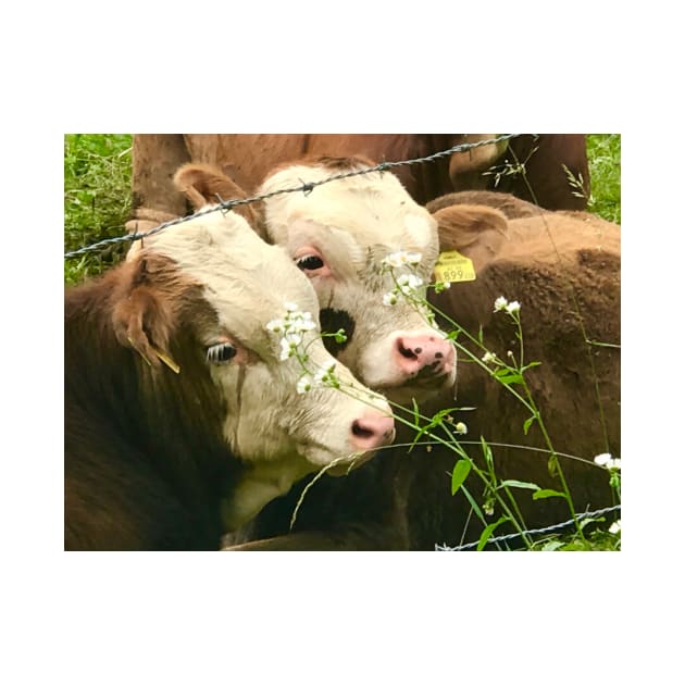 Two Cows by ephotocard