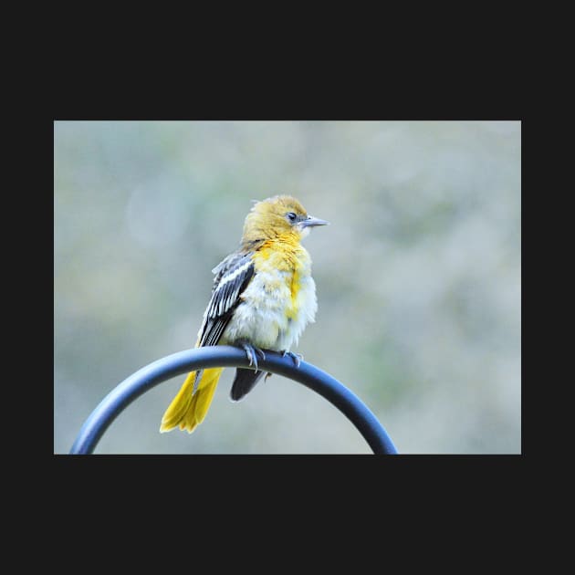 Sweet oriole fledgling by LaurieMinor