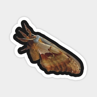 Giant Polyphemus Moth Magnet