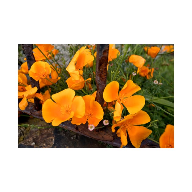 California Poppies behind bars by Violaman