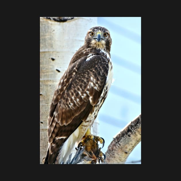 Red Tail Hawk by Scubagirlamy