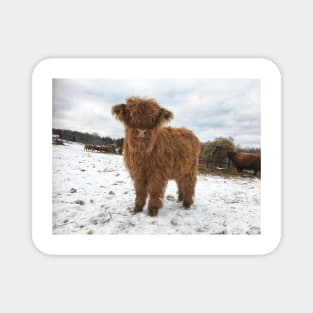 Scottish Highland Cattle Calf 1856 Magnet