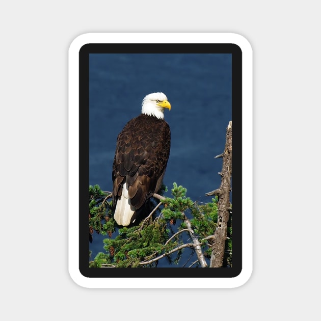 Proud Bald Eagle with White Tail Magnet by naturediver