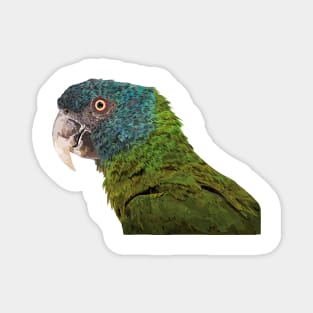 Blue-headed Macaw Magnet