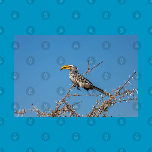 Namibia. Etosha National Park. Southern Yellow-Billed Hornbill. by vadim19