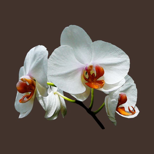 Orchids - White Orchids With Orange Center by SusanSavad