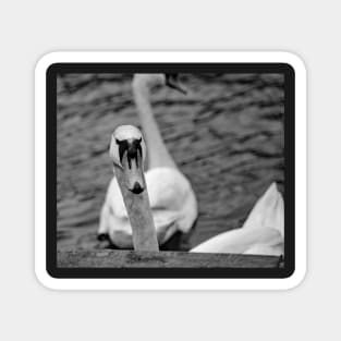 Mute swan portrait Magnet