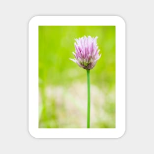 Chives Magnet